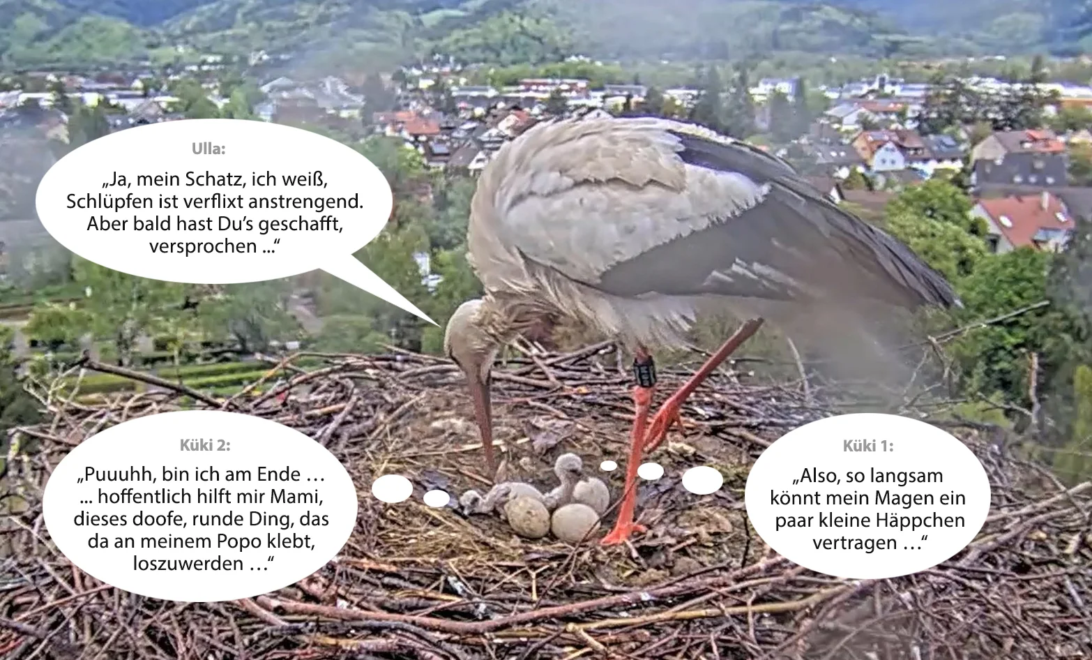 Kirchzarten_2025-04-25 12Uhr47_COMIC-3_Ulla_u_2Küken.webp