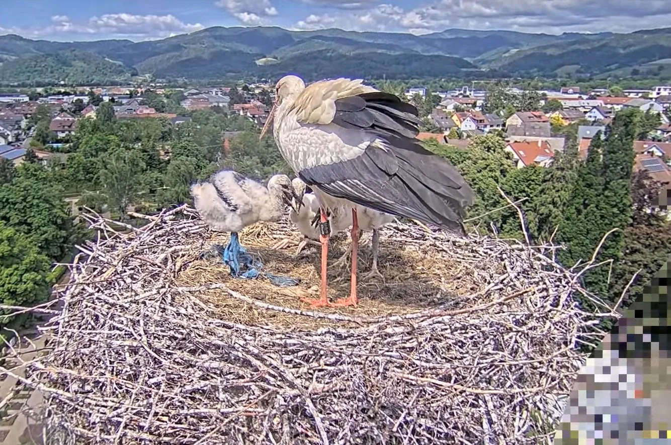 Kirchzarten_2025-05-16 14Uhr31-37 Jungstorch-Bein-mit-Plastikstreifen-umwickelt.webp