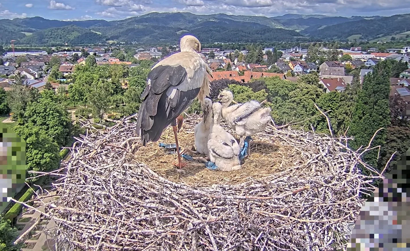 Kirchzarten_2025-05-16 15Uhr01-21 Jungstorch-Bein-mit-Plastikstreifen-umwickelt.webp