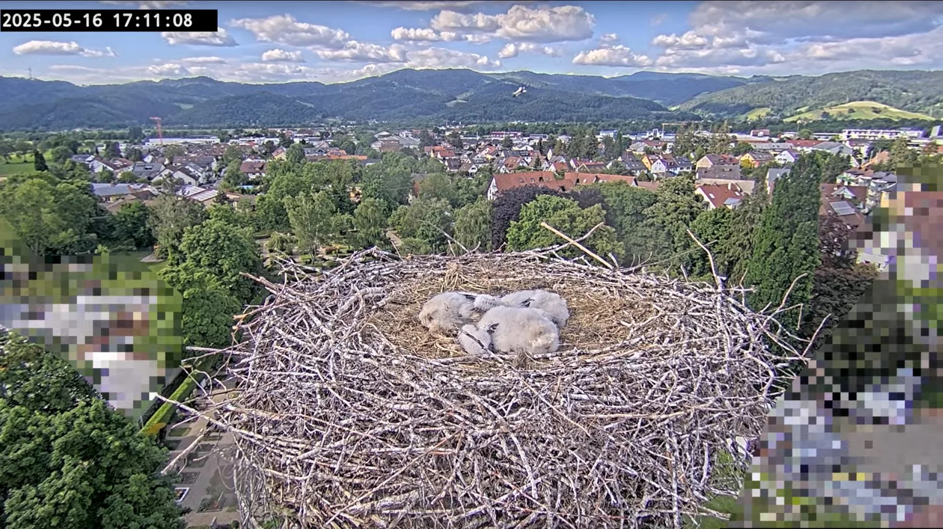 Kirchzarten_2025-05-16 17Uhr11-08 Ulla-umkreist-Nest_Jungstörche-in-Akinese.webp