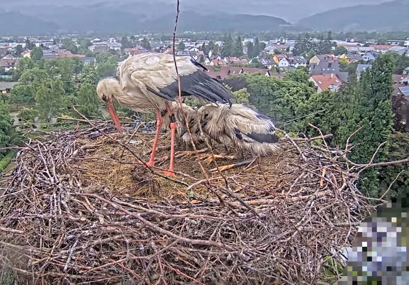 Kirchzarten_2025-05-28 14Uhr37-12 Edgar_mit_Kükis_bei_Regen.webp