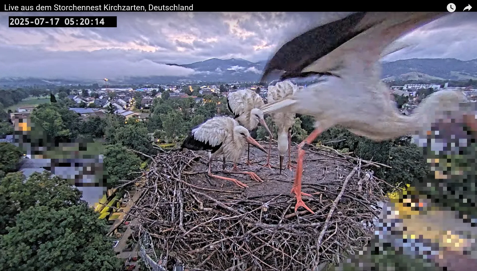 Kirchzarten_2025-07-17 05Uhr20-14 Frankie-verlässt-das-Nest.webp