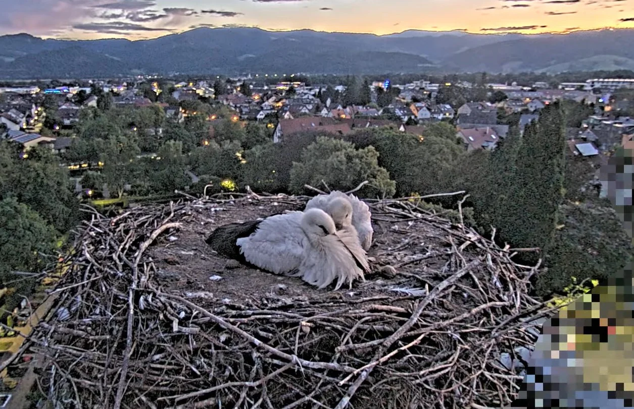 Kirchzarten_2025-08-05 05Uhr36-00 Socke-links_und_ElishaJo_im-Nest.webp