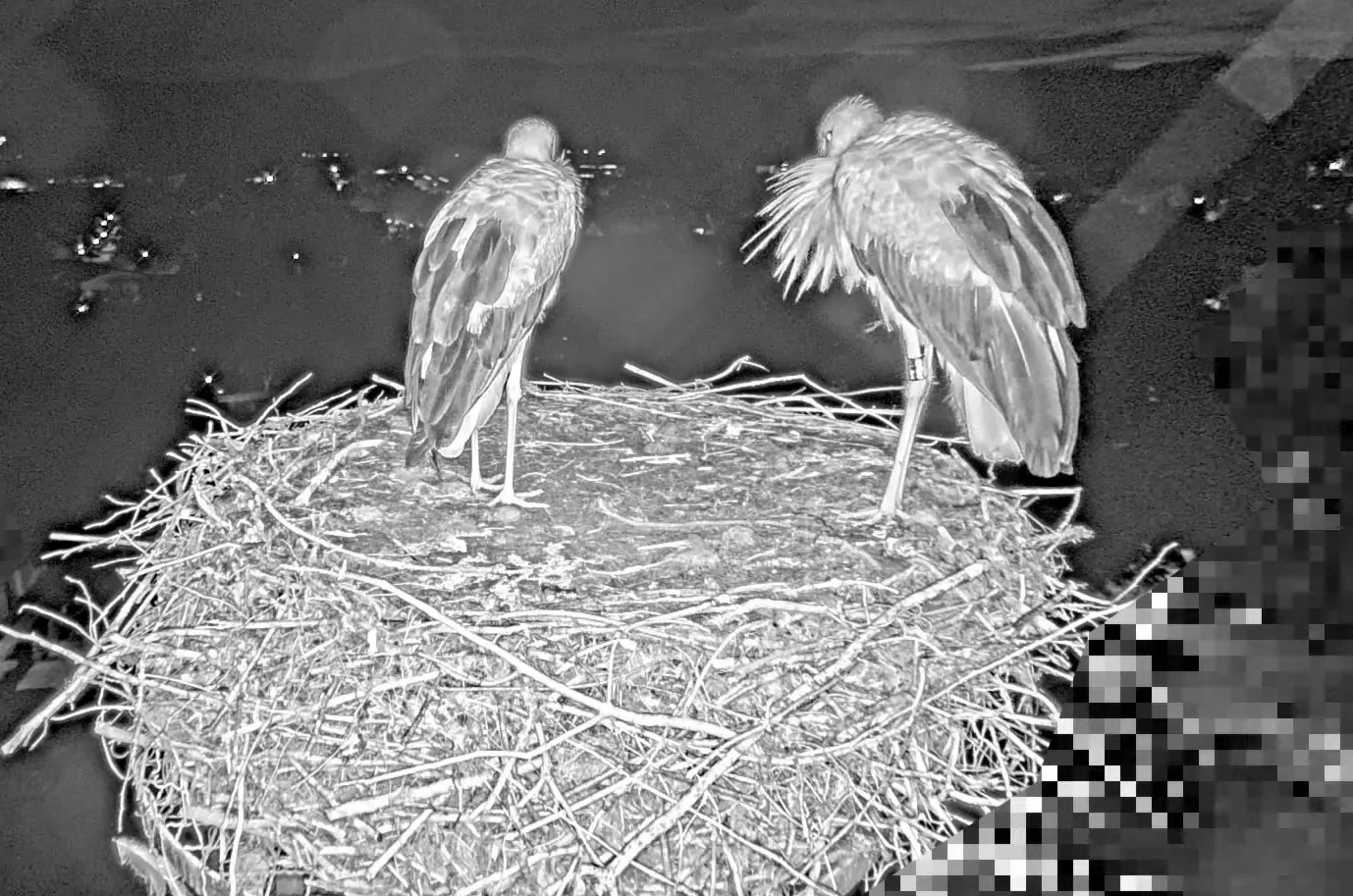 Kirchzarten_2025-08-07 05Uhr02 Ulla-und-Edgar-übernachten-erstmals-wieder zu-zweit-im-Nest.webp