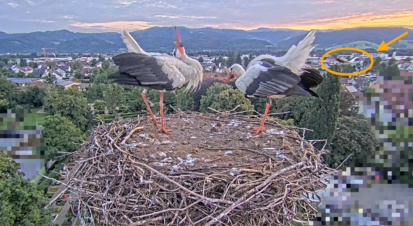 Kirchzarten_2025-08-07 06Uhr16-26-2 Ulla-und-Edgar-im-Nest_u_Frankie-fliegt-vorbei_bearb.webp