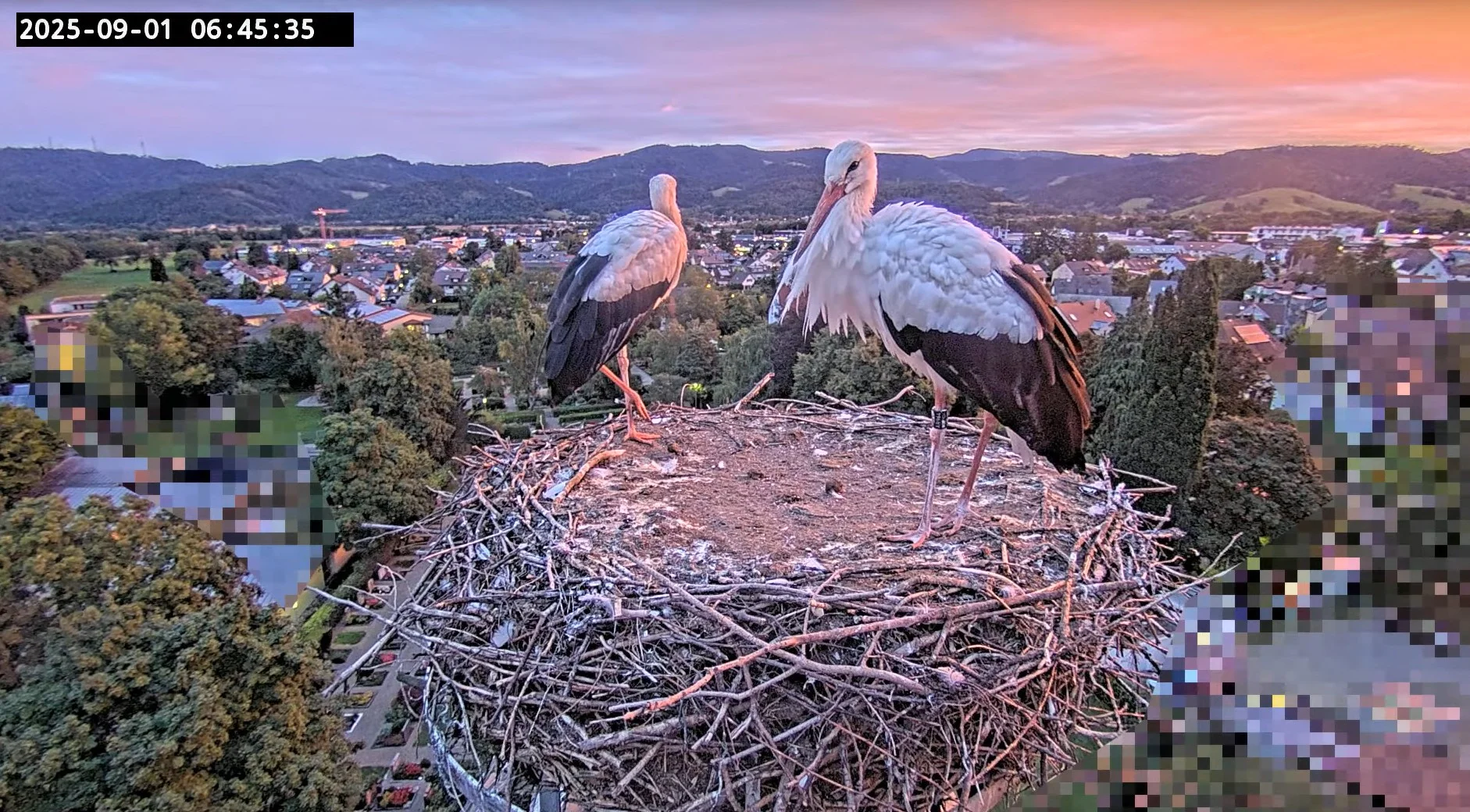 Kirchzarten_2025-09-01 06Uhr45-35 Ulla-und-Edgar-allein-im-Nest.webp