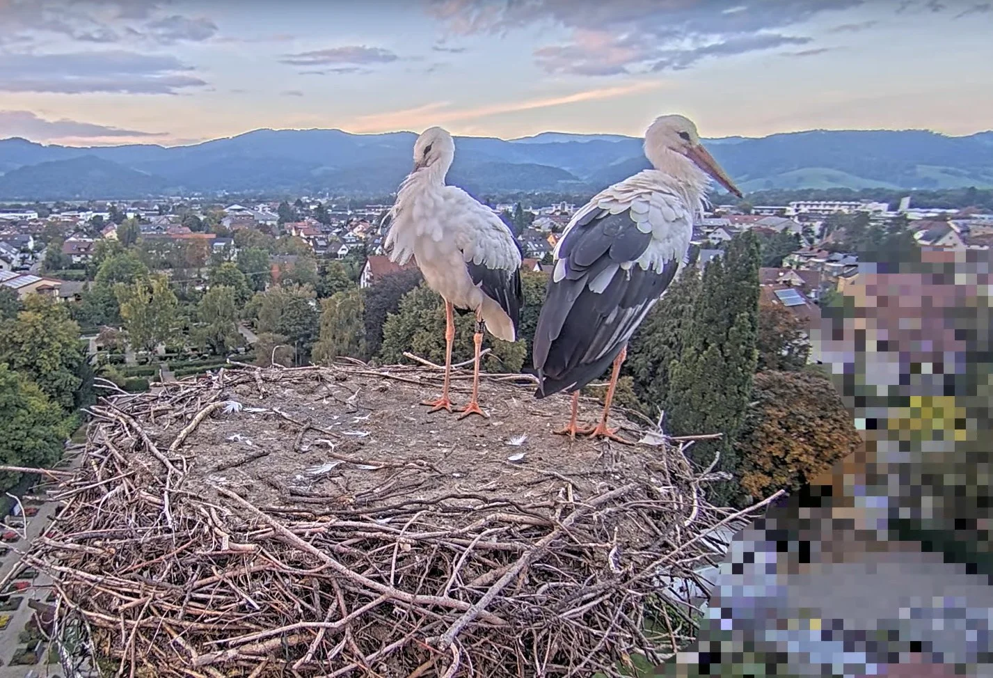 Kirchzarten_2025-10-01 18Uhr46-23- Ulla-und-Edgar-besuchen-ihr-Nest.webp