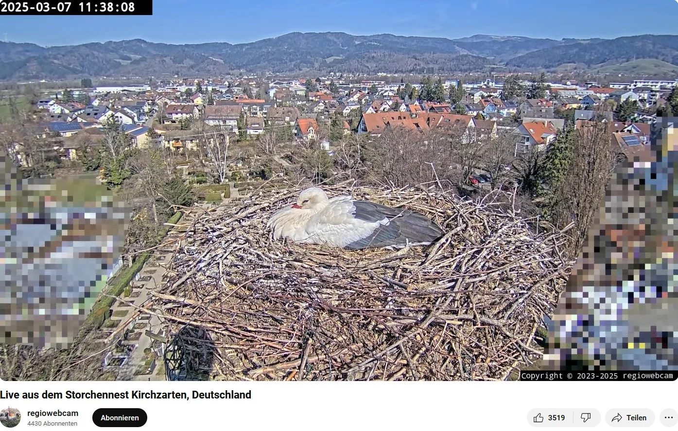 Kirchzarten_Edgar-passt-aufs-Nest-auf_Webcam_2025-03-07.webp