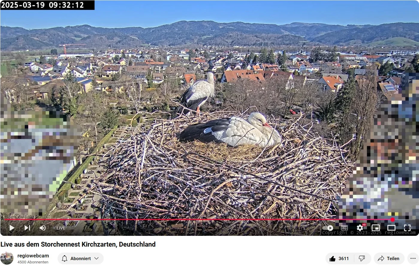Kirchzarten_Webcam_2025-03-19_09Uhr32_Ulla-liegt-u-Edgar_wacht-im-Nest.webp