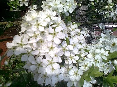 Kirschblüten