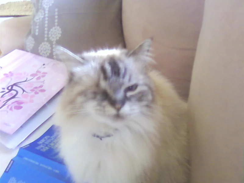Kitty mein Einauge