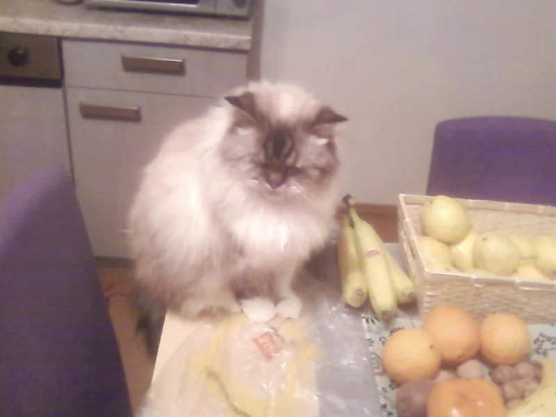 Kitty