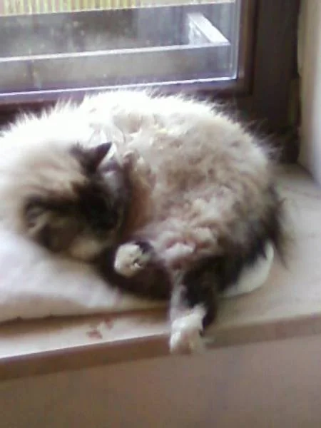 Kitty