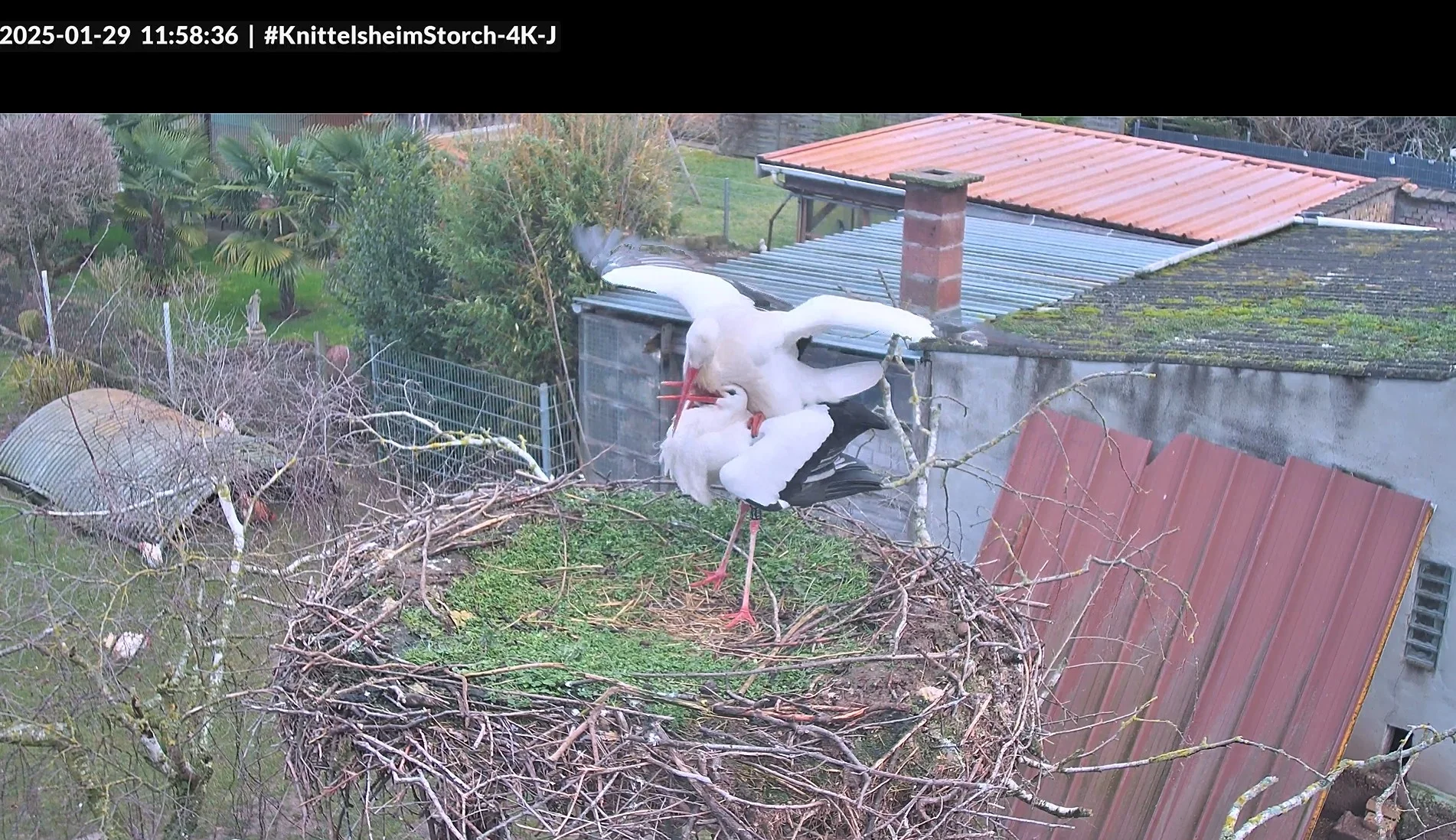 Knittelsheim_ Webcam-Nr3_Jimmy-u-Partner_2025-01-29.webp