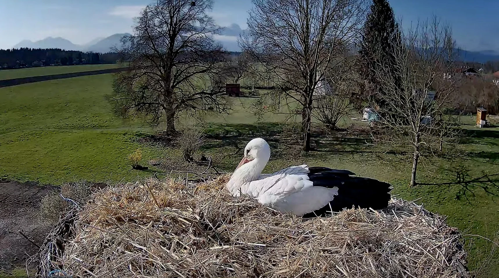 Kolbermoor 2025-04-02 10Uhr02_Storch_SP660.webp