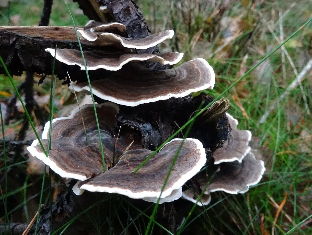 Kraft der Natur.JPG