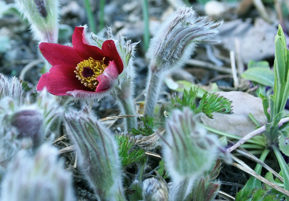 Küchenschelle