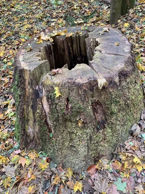 kunstwerk stammstern.jpg