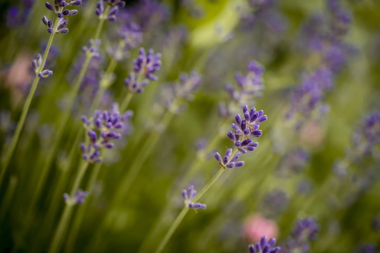 Lavendel (1 von 1).jpg