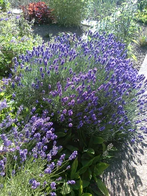 Lavendel