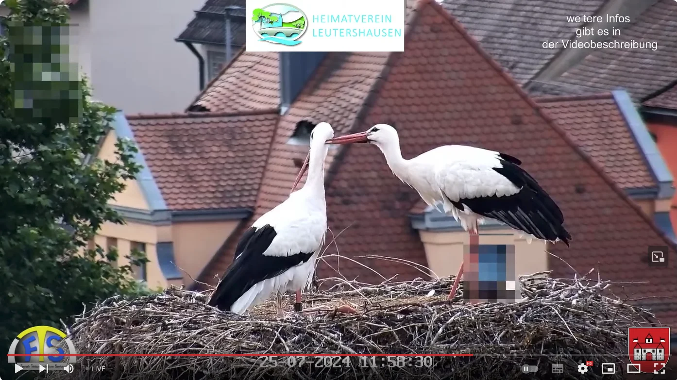 Leutershausen__Gefiederpflege-Eltern_2024-07-25_11Uhr58.webp