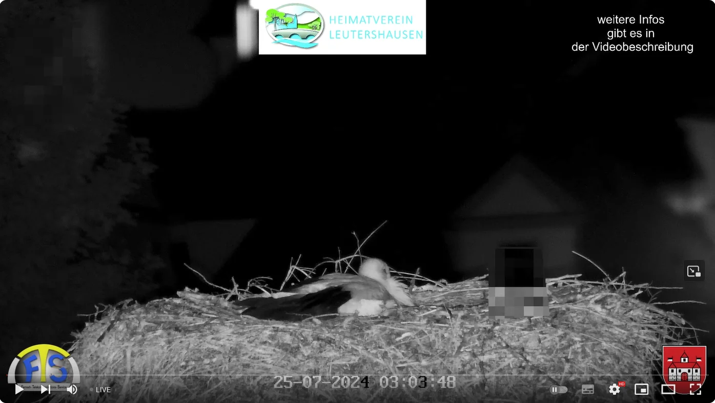 Leutershausen__Jungstorch-allein_2024-07-25_03Uhr03.webp