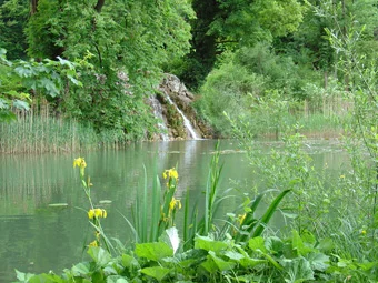Lilien-See