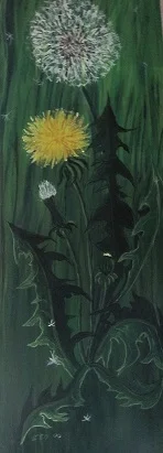 Löwenzahn IMG_0058.JPG