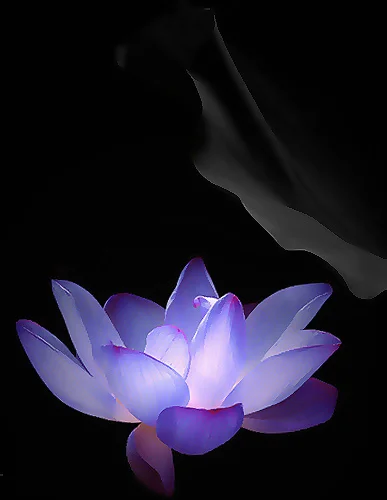 Lotus