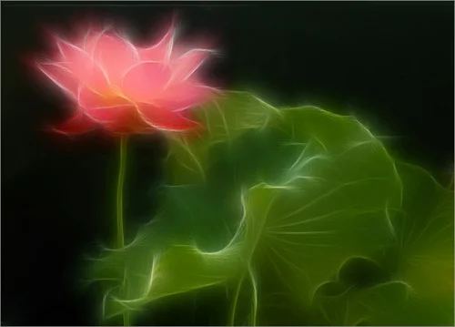 Lotus