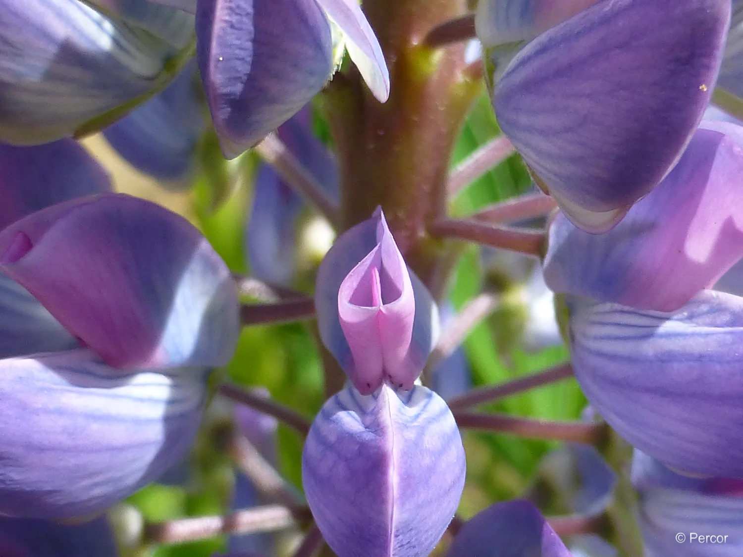 Lupine1.png