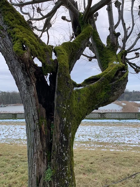 mantelbaum1.jpg