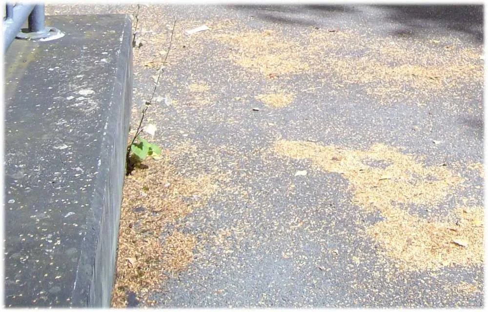 mauerblümchen.jpg