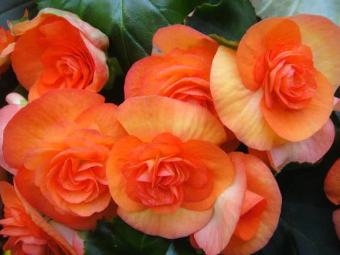mein blumenstock.jpg