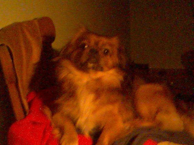 Mein Hund Riky *G*