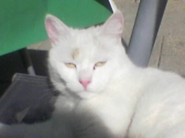 Meine Katze