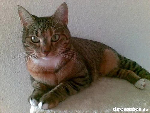 Meine liebe Katze Ellie ...