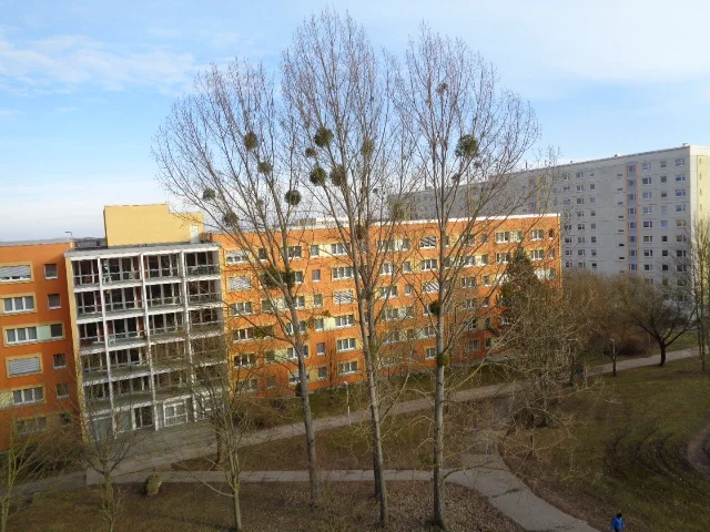 Meine Lieblingsbäume direkt vor meinem Haus und ein Blick von meinem Balkon ....