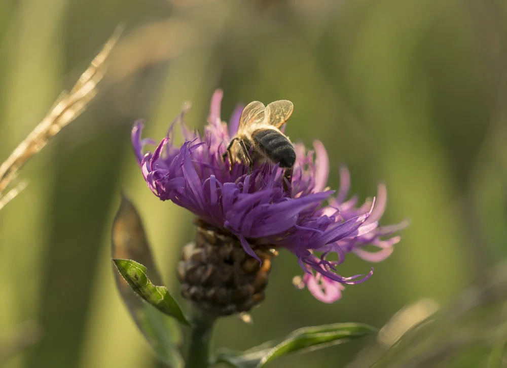 mit Bienchen