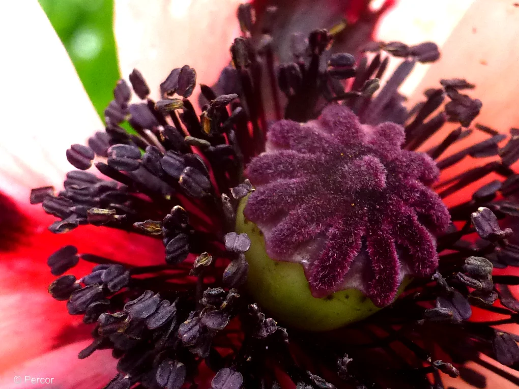 Mohn2.png