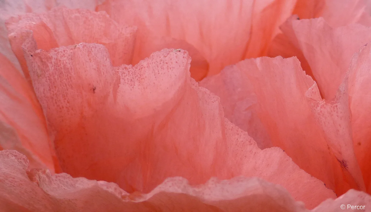 Mohnblüte 2.png