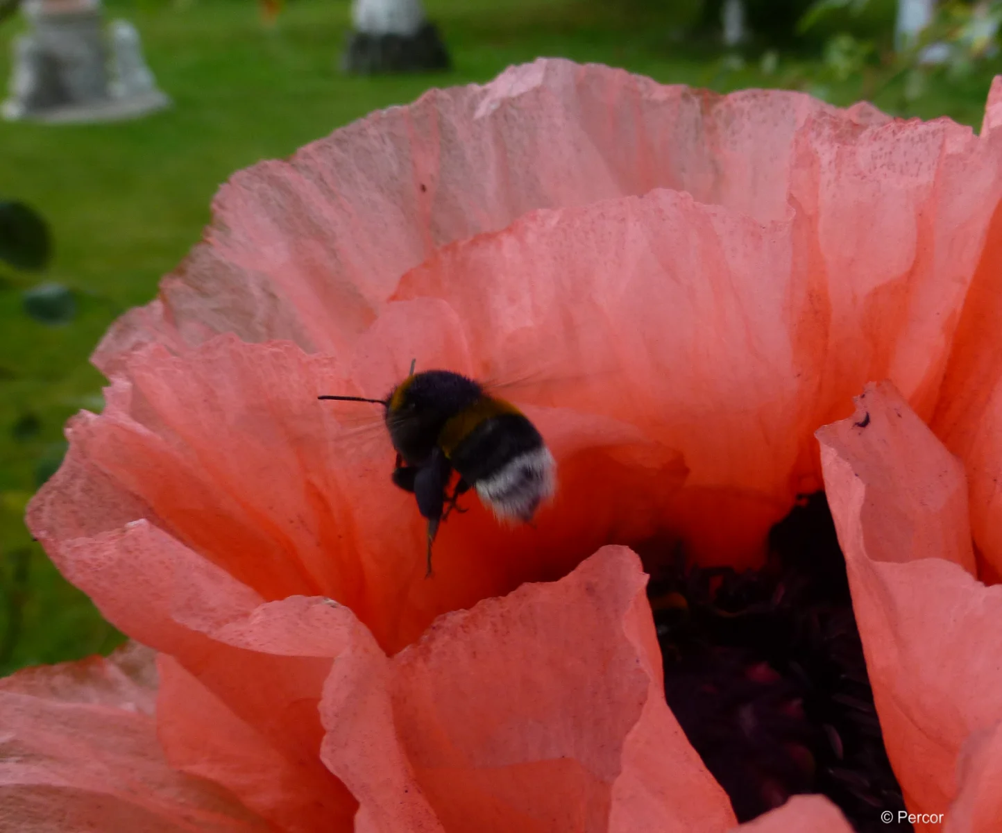 Mohnblüte 4.png