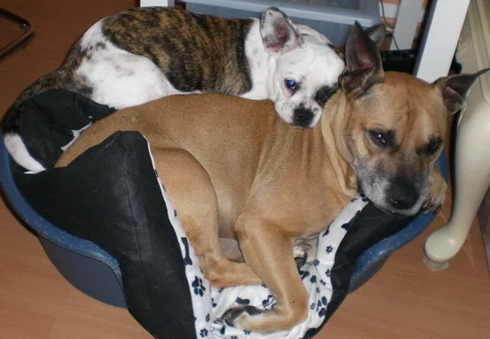 Muttis Lieblinge: Luna Face und klein Motte