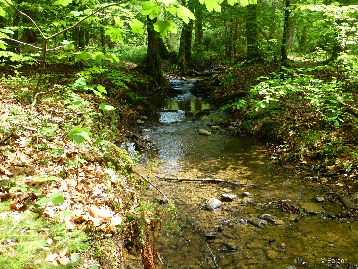 Natur 07052020_1.jpg