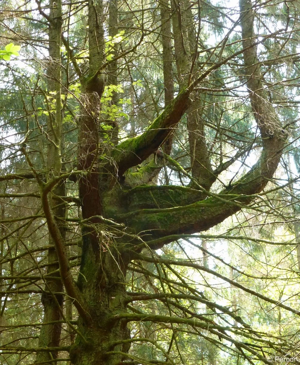 Natur 07052020_2.jpg