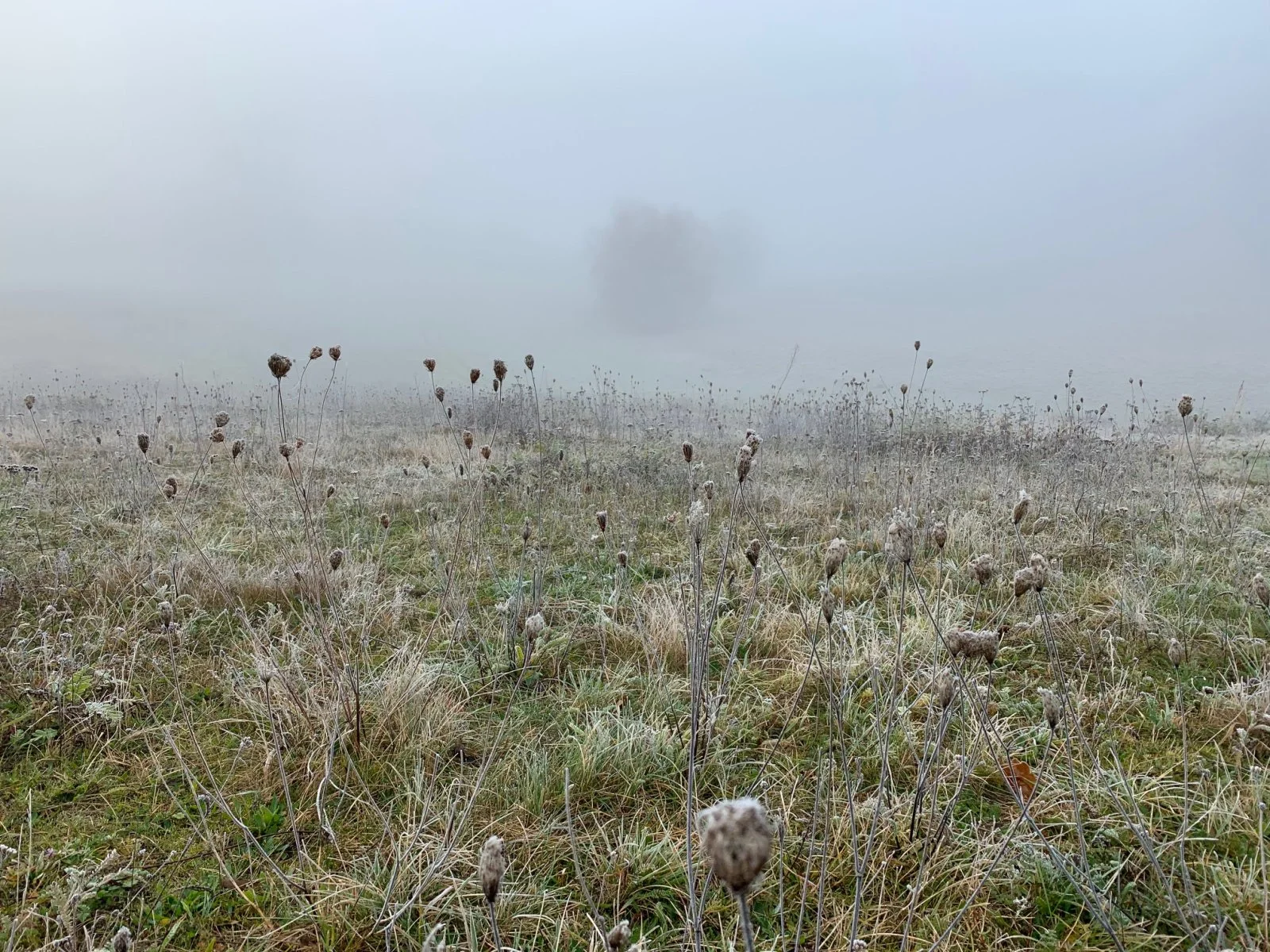 nebel gras.jpg