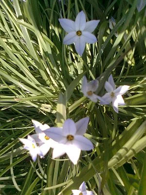 New Life 1