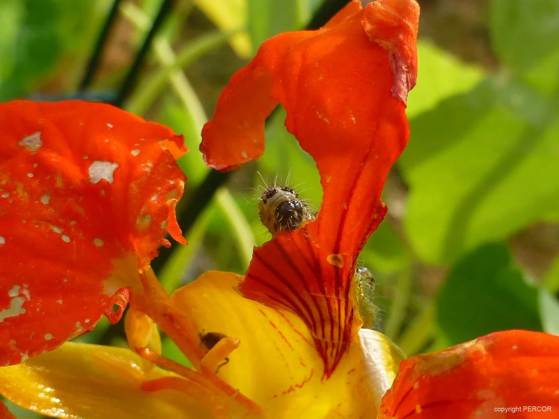 Nimmersatt1 Kopie.jpg