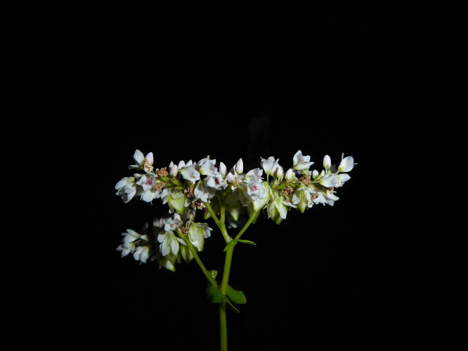 P1000204.JPG