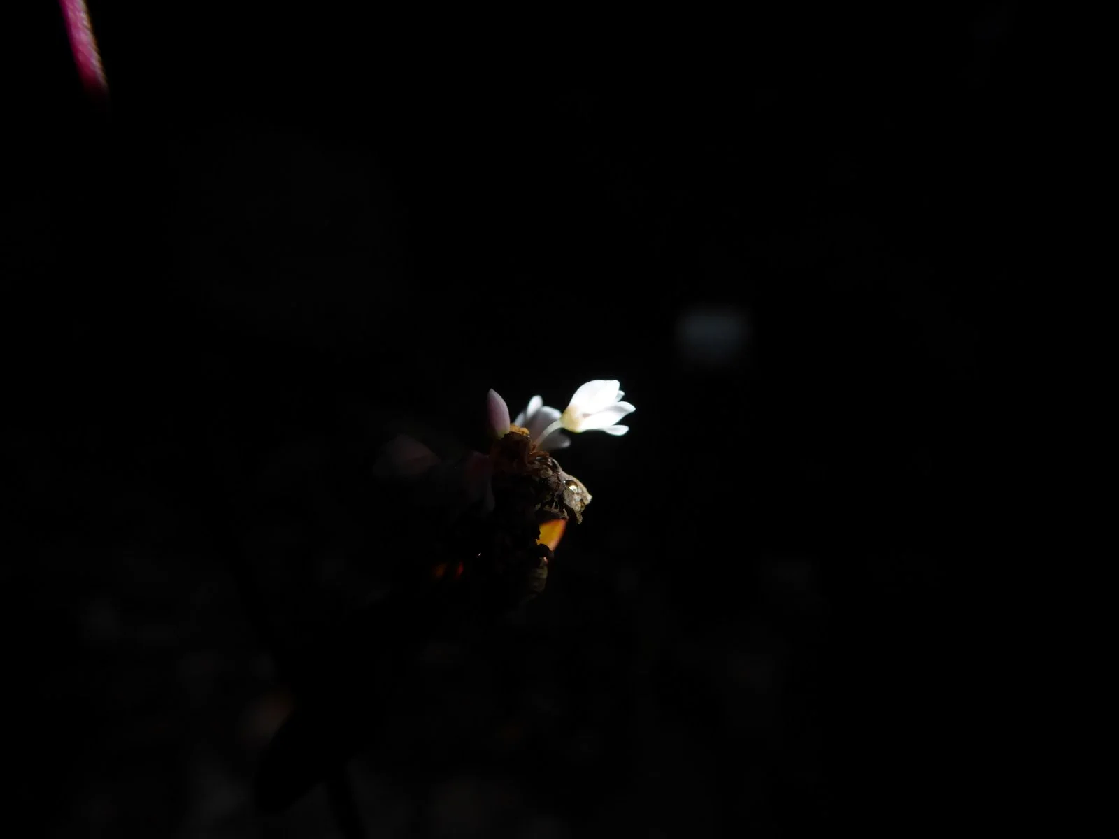 P1000210.JPG